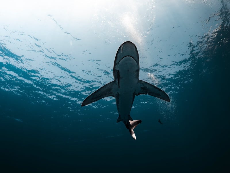Oceanic Bliss